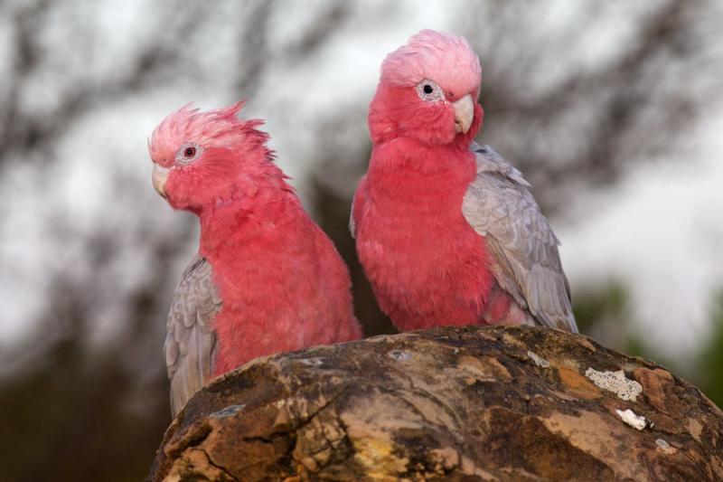 Colorful Parrots